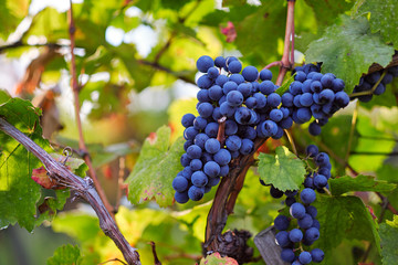 Blue grapes on grapevine in autumn