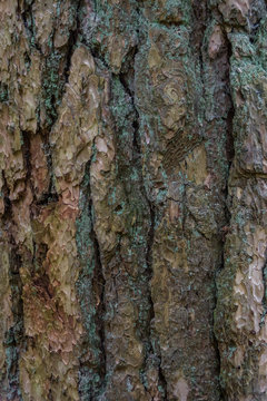 Grunge bark brown pine tree
