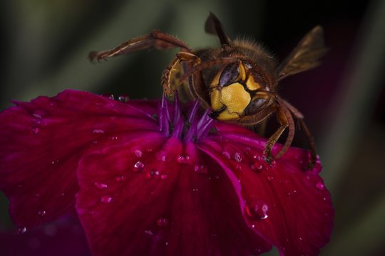 European hornet (Vespa crabro) sits on a red blossom with drops of water, Germany, Europe