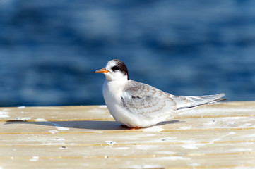 a young Arctic tern.Tromso.Vikran