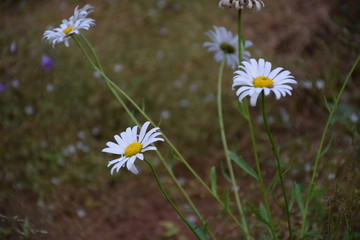 Chamomile
