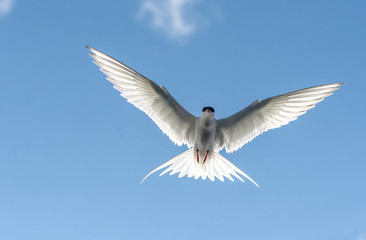 Arctic tern in flight.Tromso.Norway