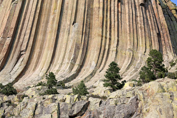detail of curnving basaltic columnar columns at Devils Tower National Monument, WY, USA