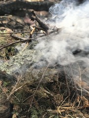 fire in the forest
