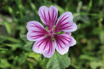 Obraz premium purple flower in garden