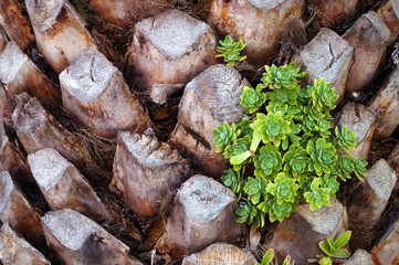 Succulent plants on the palm tree background     