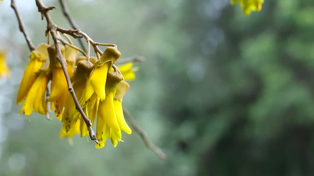 Bunch of yellow flowers hanging from a tree in full bloom.