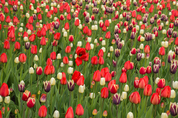 Lots of colorful tulip flowers natural spring background