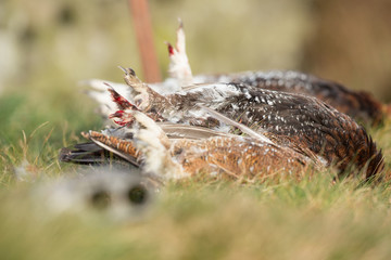 Red Grouse