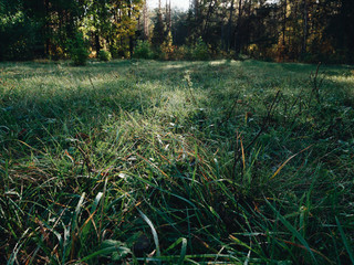 Grass in the park at the morning