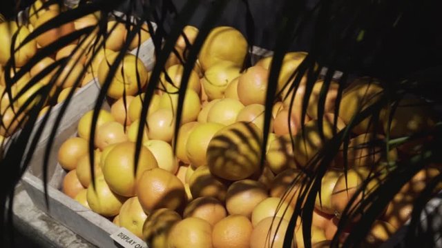 Crate of orange fruit in the jungle shadows in slow motion.