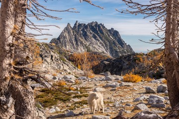 A young mountain goat framed by larch trees in fall - the Enchantments in Washington state - 224711800