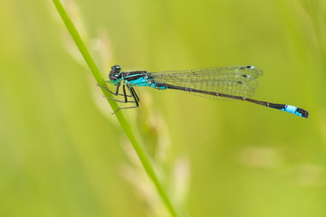 Blaue Libelle, Azurjungfer