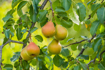 Reife Birnen an Birnenbaum