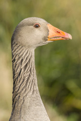 Portrait of a Greylag Goose