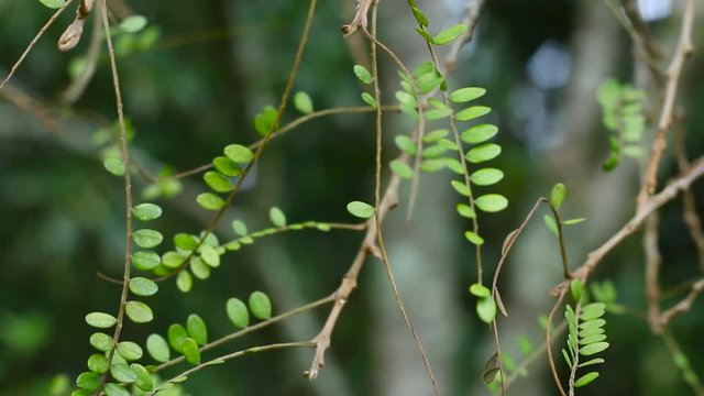 Close up of small leaves on a Sophora tree.