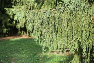 Branch of thuja in the park. 