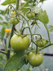 green tomatoes on a branch growing in a garden. close up view