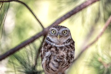 Owls, Pygmy owl (Glaucidium passerinum) sitting on the pine tree branch and looking, natural artistic animal background, wildlife