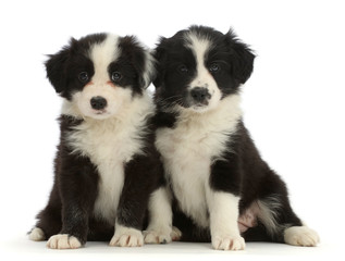 WP46510 Two Black-and-white Border Collie puppies, sitting