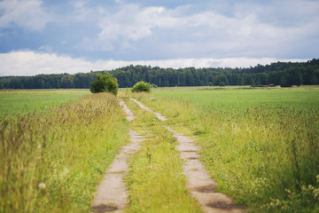 landscape with grass and blue sky and a road