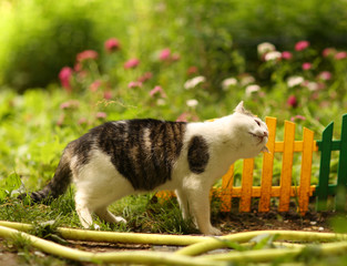 tom male cat outdoor summer photo