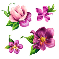 Obraz premium botanical illustration, beautiful tropical nature, pink flowers clip art, design elements set, isolated on white background