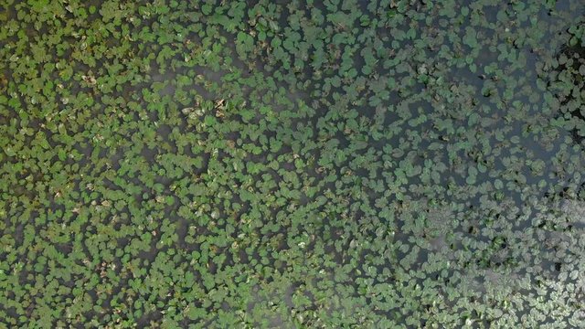 Aerial topshot dezoom of a lily pond surrounded by trees with clouds reflecting on water during sunny day in august, France.