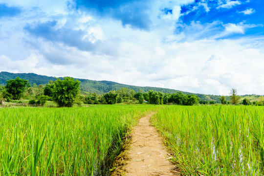 Rice field. Laos. The Province Of Xiangkhoang.