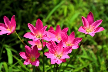 flowers