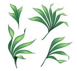 botanical illustration, floral clip art, design elements set, green palm leaves, jungle greenery, tropical foliage, isolated on white background