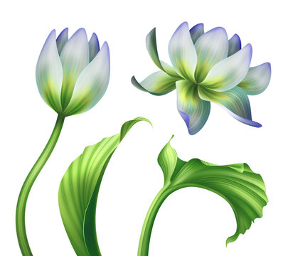 Fototapeta botanical illustration, beautiful lotus flowers, floral clip art, design elements set, isolated on white background