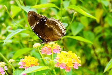 Beautiful butterfly collects nectar from flowers.