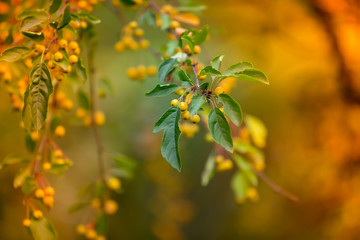 yellow wild berries of sea-buckthorn