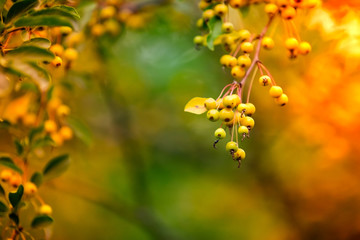 yellow wild berries of sea-buckthorn