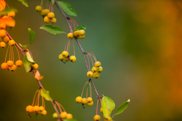 yellow wild berries of sea-buckthorn