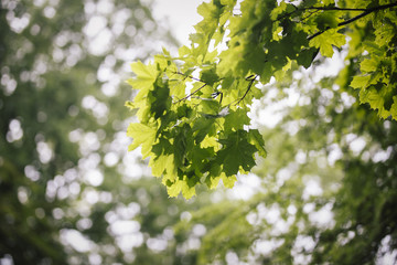 Green Maple branch with  leaves 