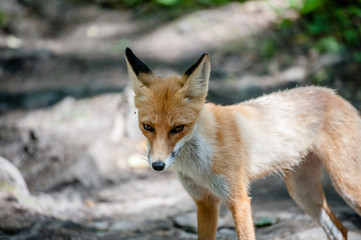 Little young fox in the in the Taganay park in South Ural mountains Russia