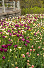 Lots of colorful tulip flowers natural spring background