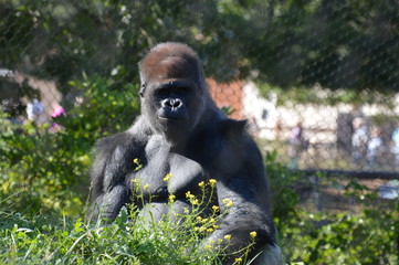 Western lowland gorilla 