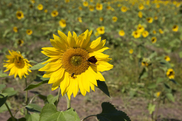 Butterfly and Bee on Sunflower in Field