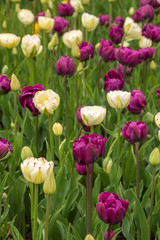 Lots of colorful tulip flowers natural spring background