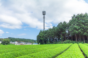 Obraz premium Fresh green tea farm in spring , Row of tea plantations (Japanese green tea plantation) with blue sky background in Fuji city ,Shizuoka prefecture, Japan.
