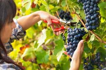 Young woman picking bunches of grapes - 224714652