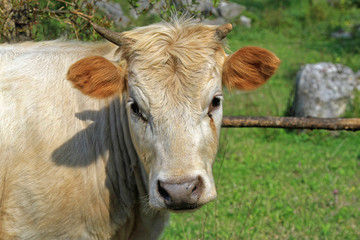 Cow Look in Camera