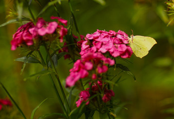 peacocks eye butterfly on pink flowers on green