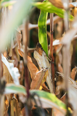 selective focus of one corn cob in autumnal withering field