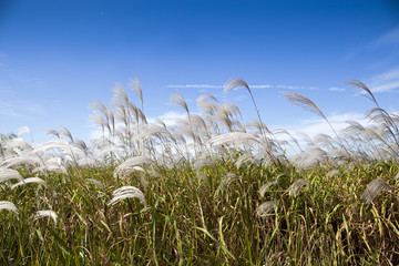 Common reed is swaying in the breeze