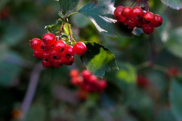 Obraz premium Red hawthorn in autumn.