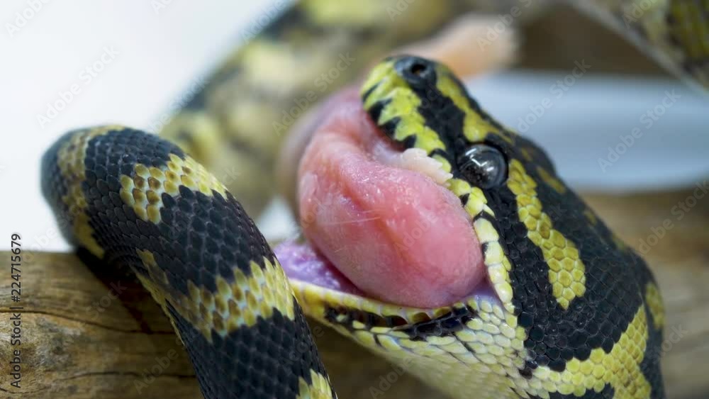 Poster macro close-up of a ball python snake unhinging its jaw in order to swallow a mouse